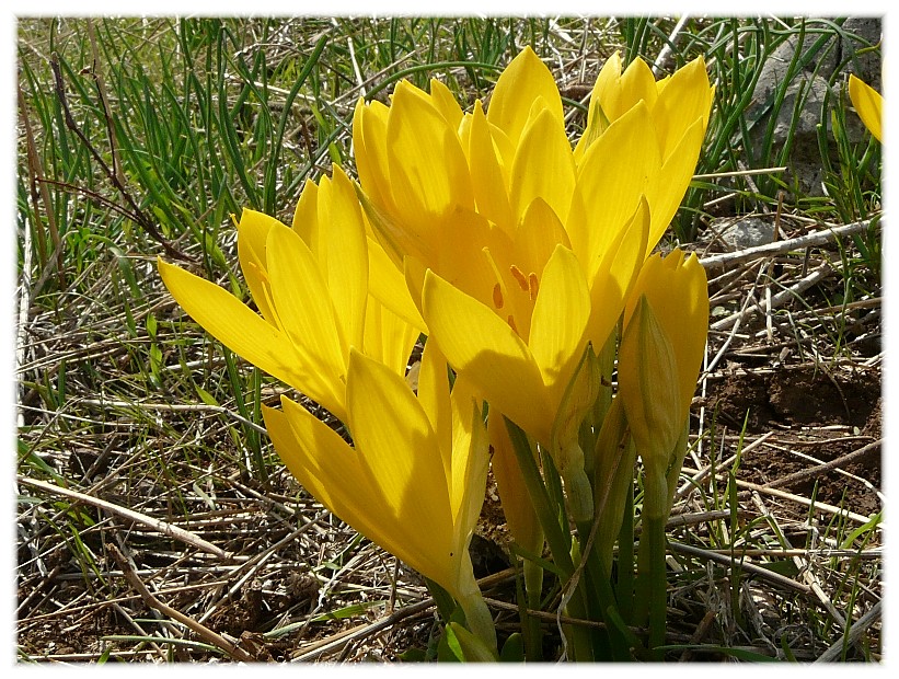 Sternbergia lutea(Cyclamen hederifolium, Biarum tenuifolium)